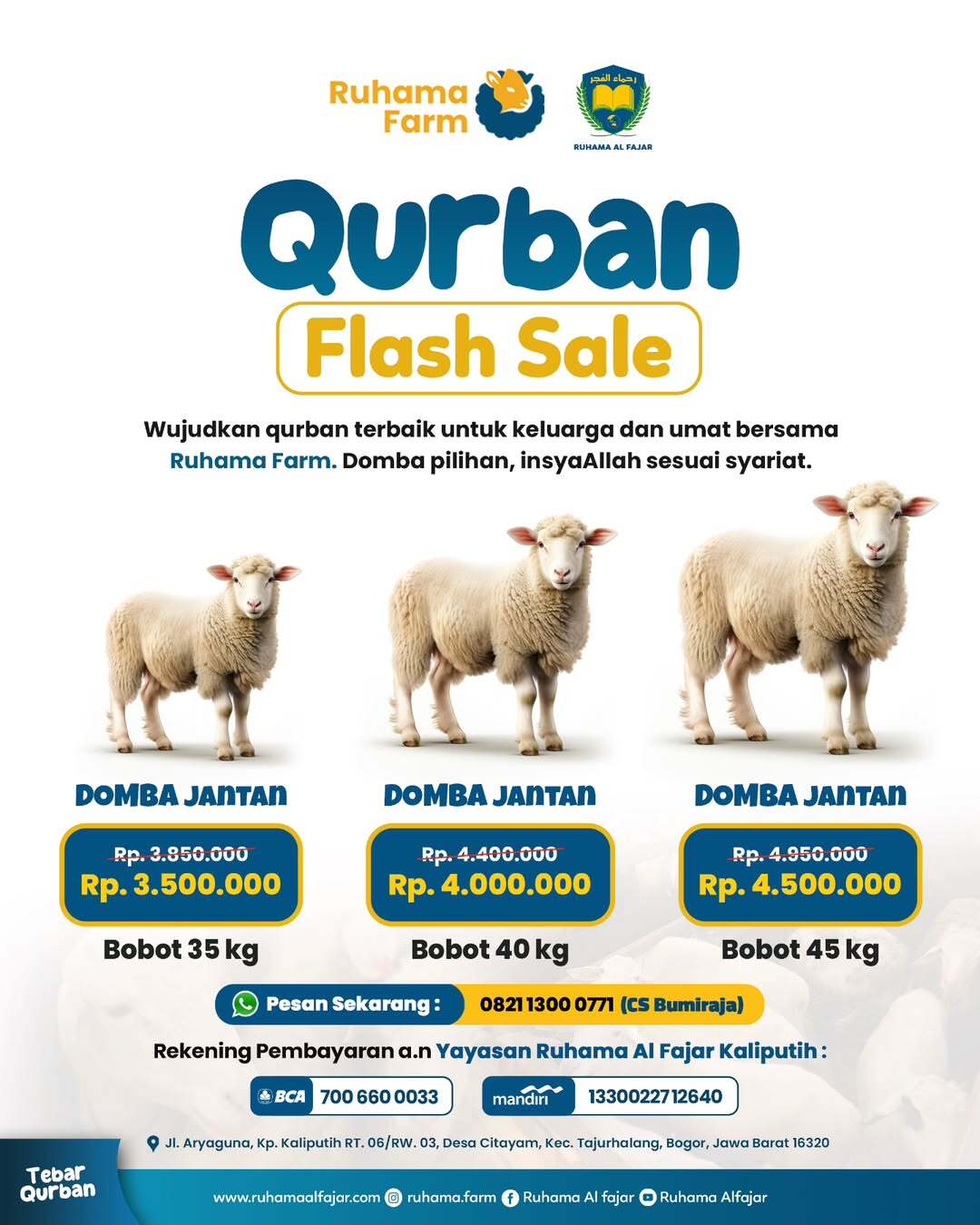 Ruhama Farm Gelar Qurban Flash Sale: Domba Pilihan Harga Spesial untuk Umat